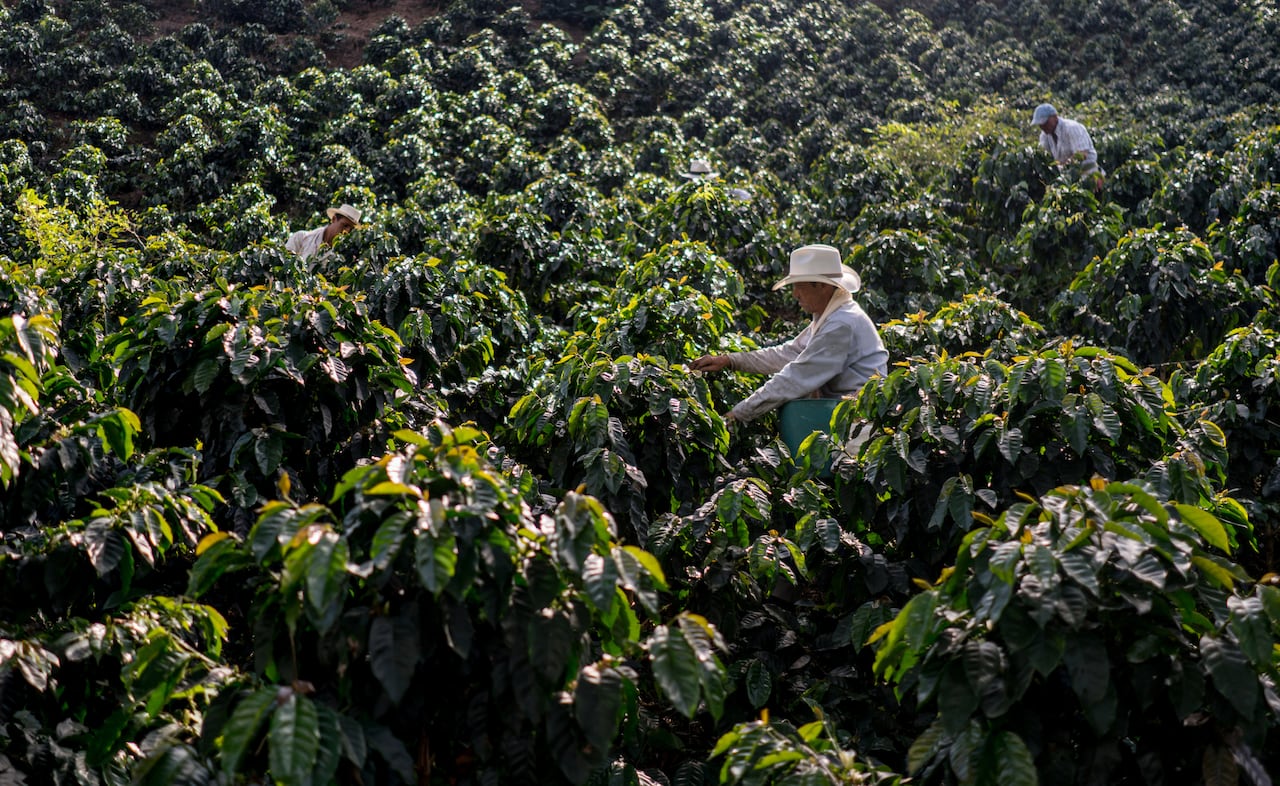 Cultivo de Café